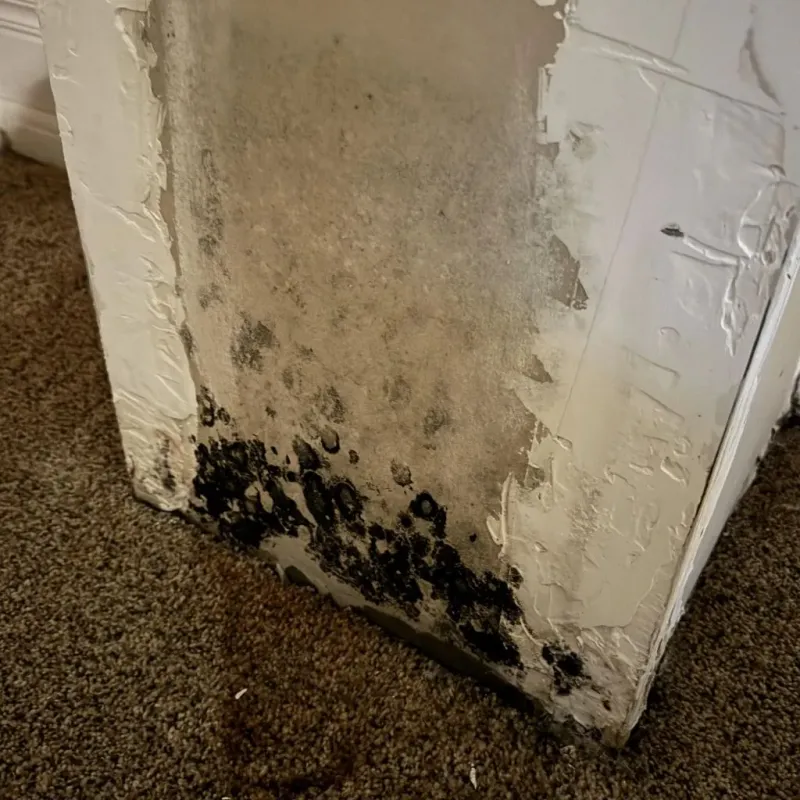 Professional Mold Removal in Bandera County, TX